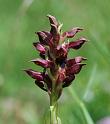 orchis coriophora subsp. fragrans